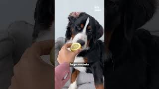 What's the Deal with Dogs and Lemons? | Pet Pointers