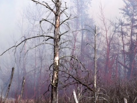 Wildfire Sweeps Through Bemidji Wetland Area