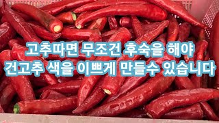 건고추색 이쁘게 하려면 무조건 후숙을 해야합니다