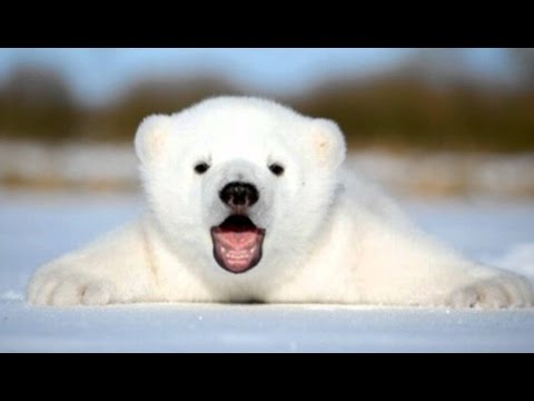 Premiers pas d'un bébé ours polaire - ZAPPING SAUVAGE