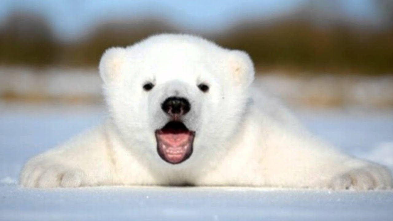 Premiers Pas D 039 Un Bebe Ours Polaire Zapping Sauvage Allo Trends Premiers Pas D 039 Un Bebe Ours Polaire Zapping Sauvage Allo Trends