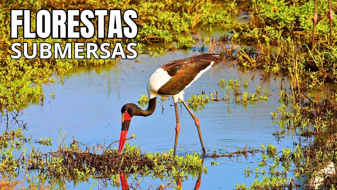 FLORESTAS SUBMERSAS | Ecossistemas que Surgem com Enchentes - Documentário