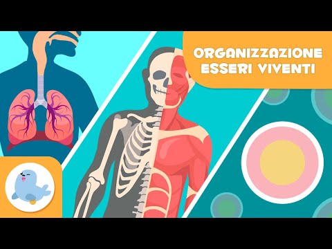Organizzazione degli esseri viventi 🦠🦴🧍🏻‍♂️ Cellule, tessuti, organi, sistemi e organismi 🔬