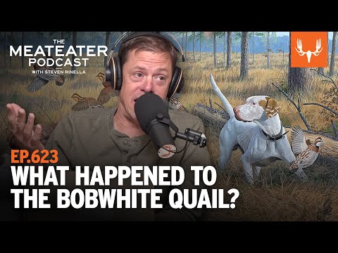 What Happened to the Bobwhite Quail? | The MeatEater Podcast
