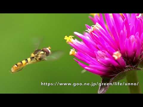 ヒメヒラタアブの飛翔　Hoverfly　hovering