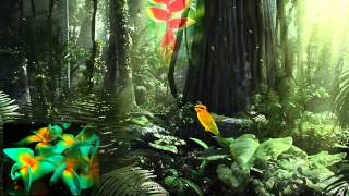 🌟 RAIN FOREST_BOBBY LYLE 🌟