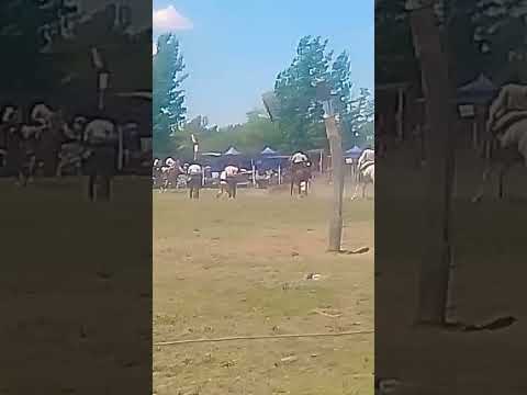 47° fiesta de la tradición buena esperanza San Luis