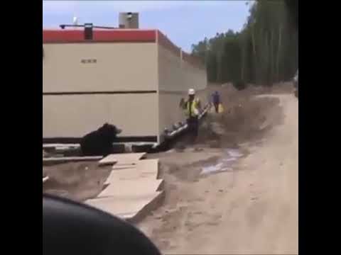 Urso Aparece Em Canteiro de Obras