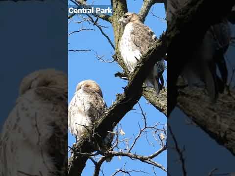 , title : 'Red-Tailed Hawk Pair in Central Park!'