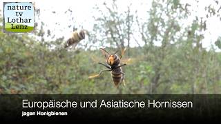 Asiatische Hornisse jagt am Bienenstand Honigbienen