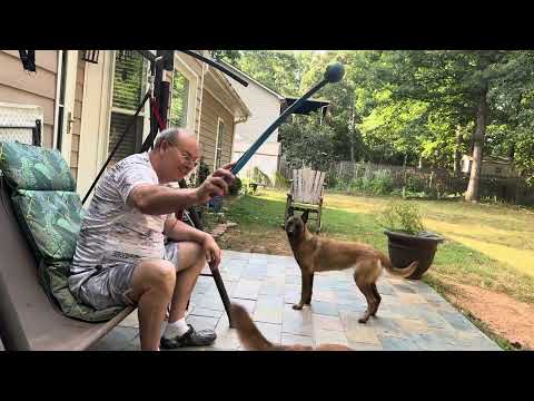 Me and my malinois dogs