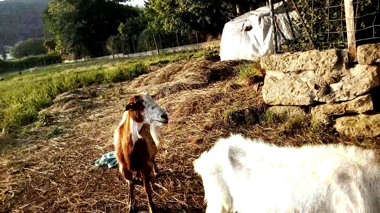 Barking goat!
