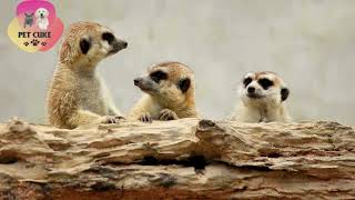 FUNNY Animal Videos That Will Make You Laugh