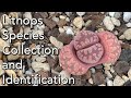 Lithops Collection Species and ID - An Introduction to these Amazing Succulents
