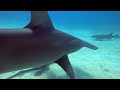 Hammerhead Shark Beauty Of An Ocean Apex Predator