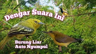 Download lagu Suara Crecetan Sirtu Vs Sogon Ribut Paling Ampuh mp3 Download lagu Suara Crecetan Sirtu Vs Sogon Ribut Paling Ampuh mp3