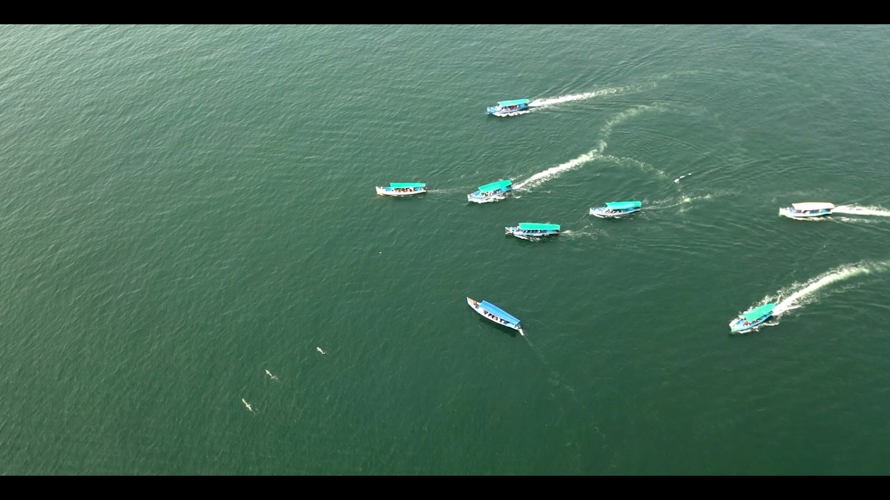Guide for Responsible Dolphin Watching