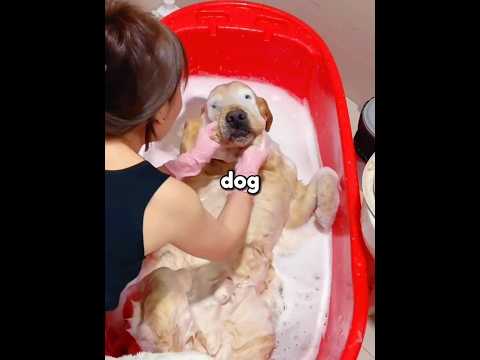 Her Dog Suddenly Stopped Moving 🐶💔 #shorts