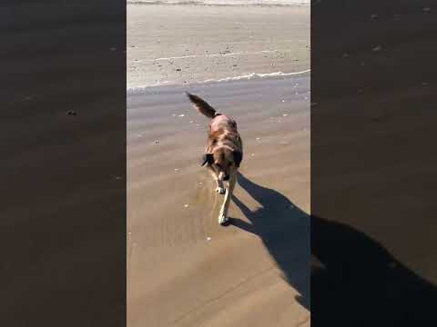 Layla first beach walk