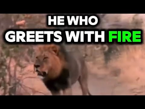 Ntwadumela “He Who Greets With Fire” The Hyena Killer | Eternal Enemies: Lions and Hyenas (1992) 