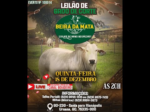 Beira da Mata Leilões - Uruana GO - Leilão de Gado de Corte em Goiás @canal.boiadeiro #live #gado