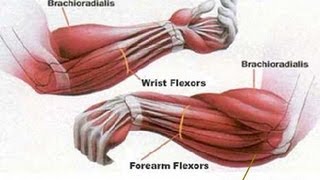 HOW TO MAKE YOUR FOREARMS BIGGER AND STRONGER