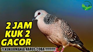 Download lagu [ 2 JAM ] PANCINGAN MASTERAN SUARA TEKUKUR DERKUKU GACOR MEMANGGIL LAWAN IKUTAN BUNYI DAN EMOSI mp3