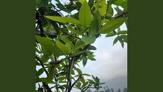 Download lagu Kopi Susu Untukmu Sayang mp3