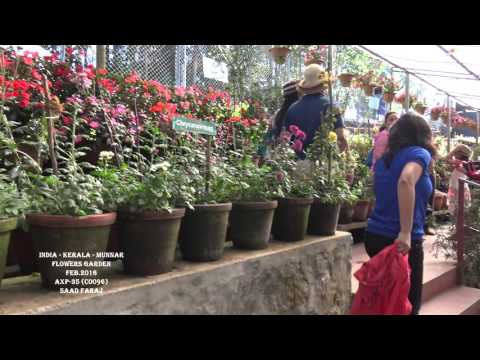 INDIA - KERALA - MUNNAR - FLOWERS GARDEN (C0096)