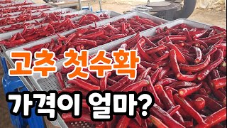 고추 첫물 수확! 올해 고추 가격은 불안하다