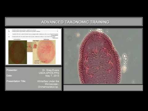 Whiteflies under the microscope - <em>Orchamoplatus</em> sp.
