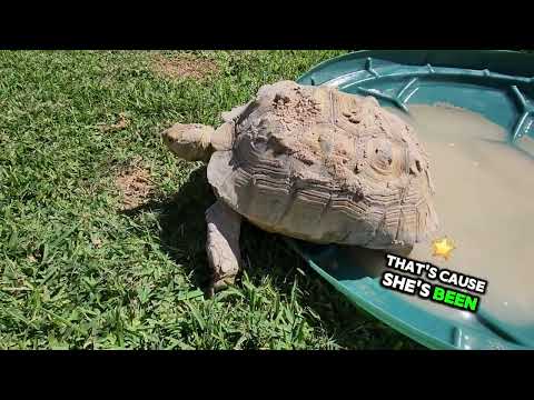 Why Soaking Your Sulcata Tortoise is Essential: Benefits & Best Practices | 2024