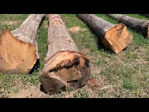 Looking at veneer white oak on dads job