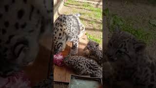 Leopardo das neves o felino mais misterioso #animals  #animais  #natureza