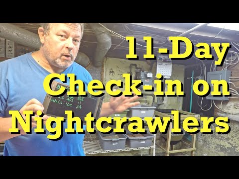 11-day check-in on nightcrawlers & corn-cob bits - worm farm vermicomposting