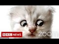 Lawyer Uses Zoom Filter By Mistake I M Not A Cat BBC News