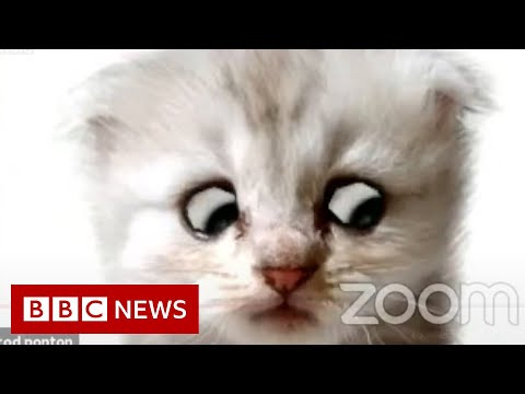 律師誤用Zoom濾鏡--"我不是貓"--BBC News (Lawyer uses Zoom filter by mistake - 'I'm not a cat' - BBC News)