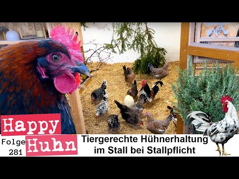Artgerechte Hühnerhaltung im Stall trotz Stallpflicht! Hühner während Vogelgrippe - HAPPY HUHN E281