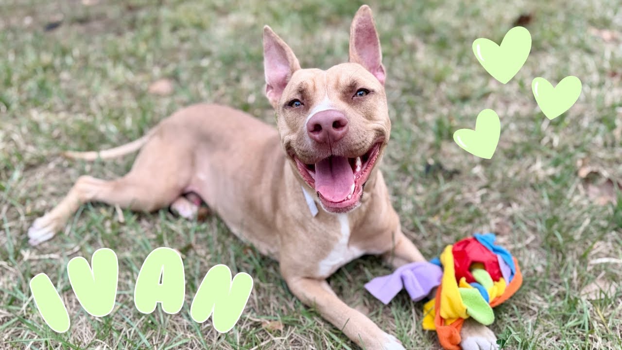 Enlarge Ivan the Iconic, a Adoptable mixed breed in Jerome, ID video 6/6