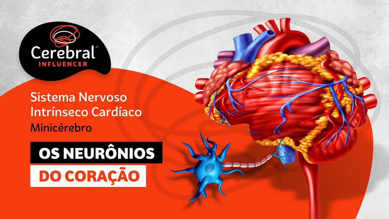 Os Neurônios do Coração - Sistema Nervoso Intrínseco Cardíaco - Minicérebro (Cerebral Influencer)