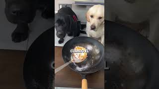 Este hombre discriminaba a su perro 😢