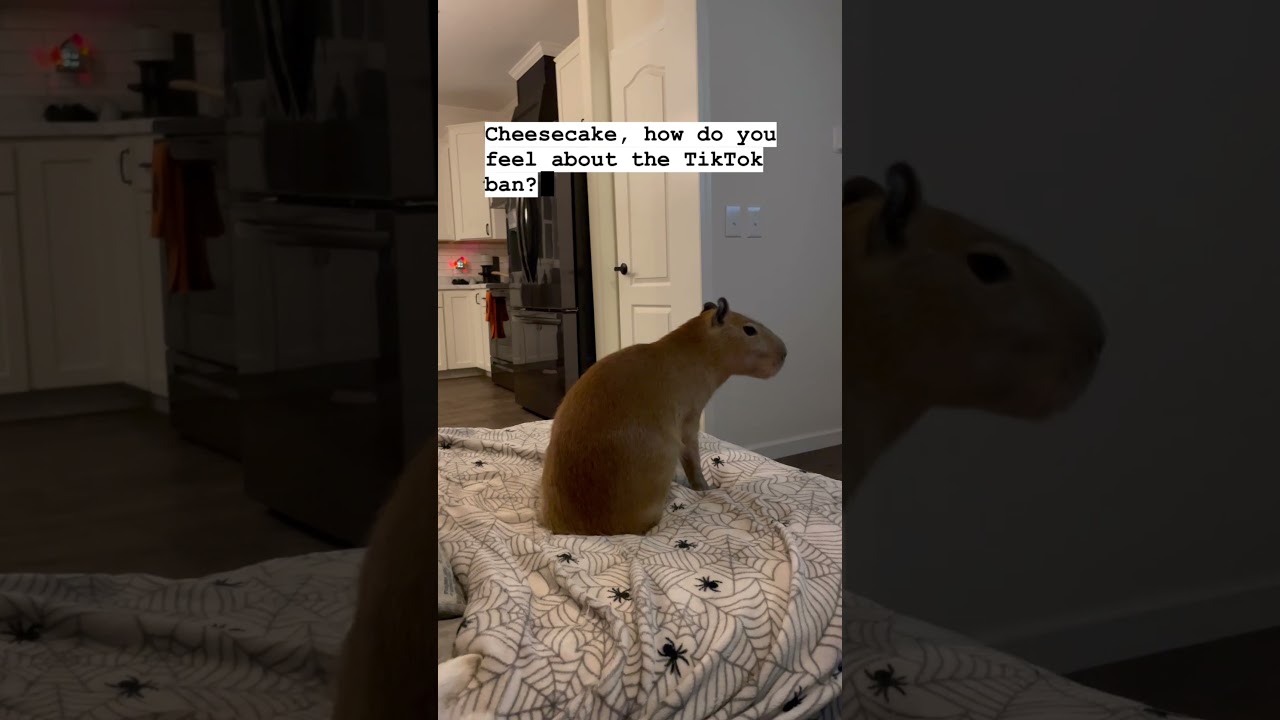 Capybara Has Opinions