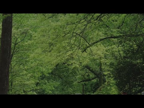 Improving Pollen Count Climate Watch