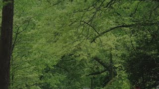 Improving pollen count: Climate Watch