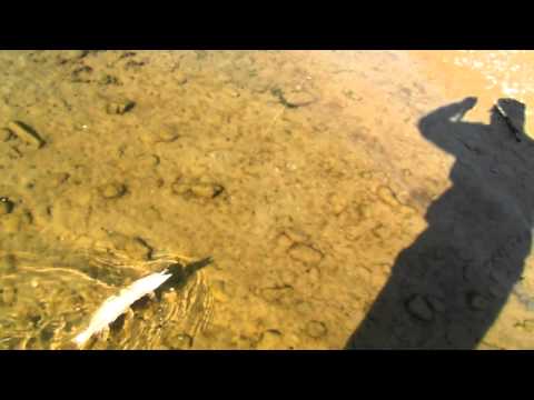 Stiuculita de suceava