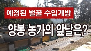 벌꿀 농사 지금 시작해도 될까요? 벌꿀 수입개방을 앞둔 양봉 농가의 앞날은?