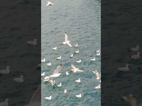 Seagulls 🦤 Beautiful Natural Sounds. #yt #trending #nature #beach