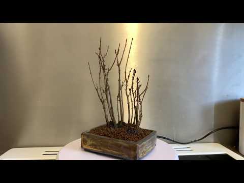 Trident Maple Group 2019, 14 Trees, 360 Video
