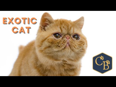 Exotic Cat 👉 The real-life Garfield 🙀