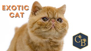 Exotic Cat 👉 The real-life Garfield 🙀